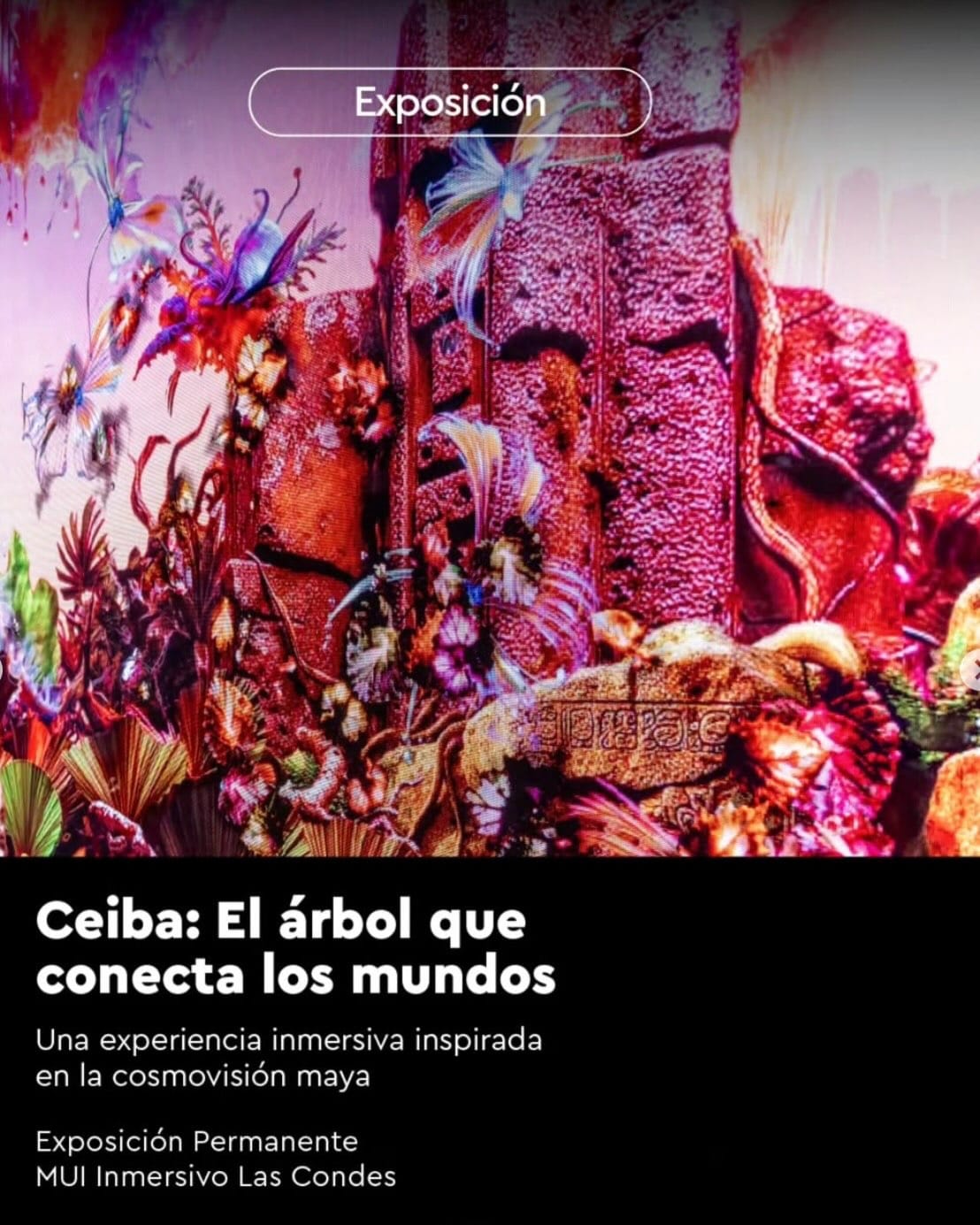 Imagen 11